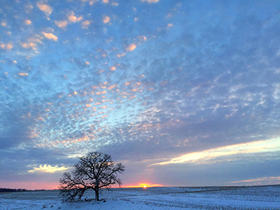 That Tree photography exhibit by Mark Hirsch at Weyland Art Gallery